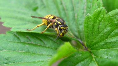 Arı kendi kendini yıkar. Eşek arısı yeşil yaprakların üzerinde oturuyor. Tehlikeli sarı ve siyah çizgili sıradan eşekarısı yaprakların üzerinde oturur.