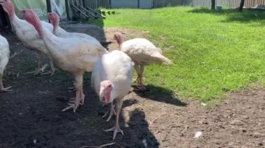 Çayırda yürüyen beyaz hindiler. Bir tarlada çayırda yürürken beyaz hindi tahıl arıyor