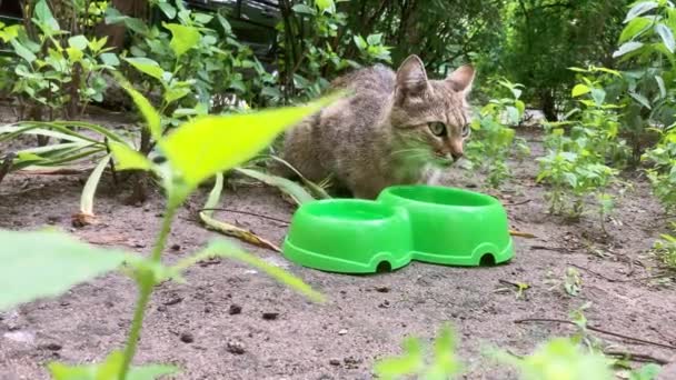 Primer Plano Gato Callejero Comiendo Comida Útil Para Mascotas Concepto — Vídeo de stock