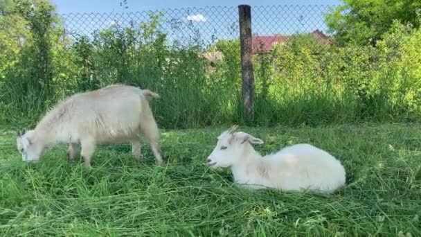 緑の牧草地で小さなヤギの放牧 緑の草を屋外で食べる動物 — ストック動画