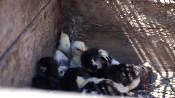 Close Small Different Chicks Corral — Stock Video