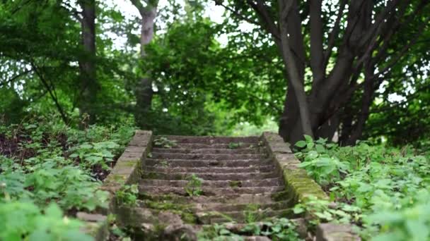 Közel Régi Kőlépcsőhöz Parkban Elhagyott Benőtt Lépcsők Erdős Területen — Stock videók