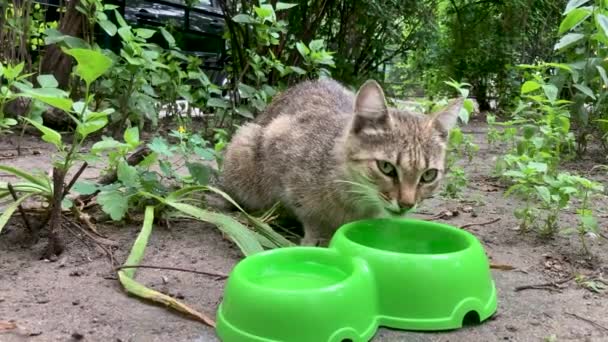 Närbild Herrelös Katt Äter Nyttig Sällskapsdjur Mat Begreppet Djurvård — Stockvideo