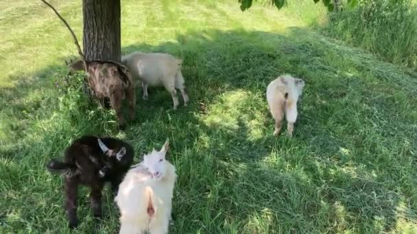 Pequenas Cabras Pastando Prado Verde Animais Comendo Grama Verde Livre — Vídeo de Stock