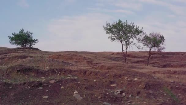 Stromy Rostou Proti Zatažené Obloze Tenké Stromy Rostoucí Suchém Kopci — Stock video
