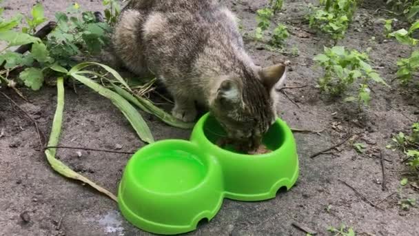 Närbild Herrelös Katt Äter Nyttig Sällskapsdjur Mat Begreppet Djurvård — Stockvideo