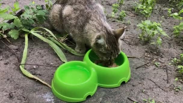 Крупным Планом Бродячей Кошки Поедающей Полезный Корм Концепция Ухода Животными — стоковое видео