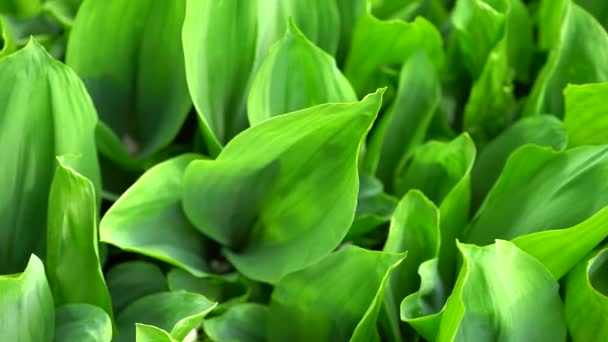 Texture Des Feuilles Vertes Plante Contexte Plante Herbacée Khosta — Video