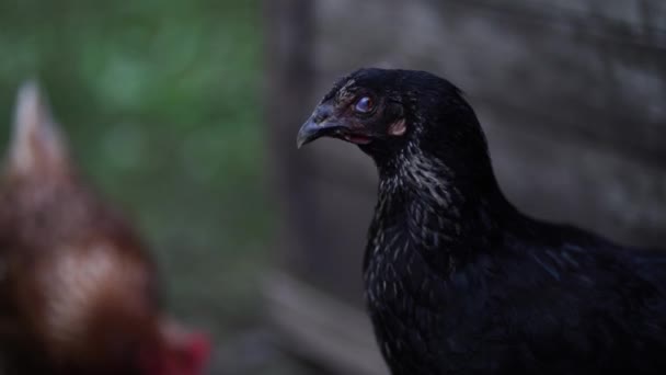Großaufnahme Von Hühnern Die Freien Auf Der Koppel Spazieren Gehen — Stockvideo