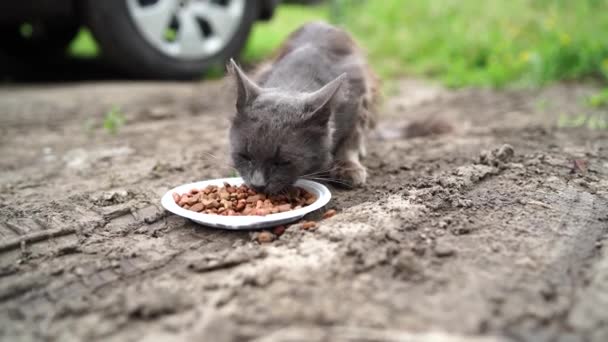 无家可归的猫在街上吃盘子里的干食物 接近流浪猫吃有用的宠物食品 动物护理的概念 — 图库视频影像