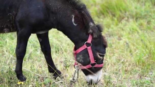 Primer Plano Burro Pastando Prado Animal Atado Caminando Tiempo Nublado — Vídeo de stock