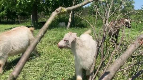 Little Goats Grazing Green Meadow Animals Eating Green Grass Outdoors — Stock Video