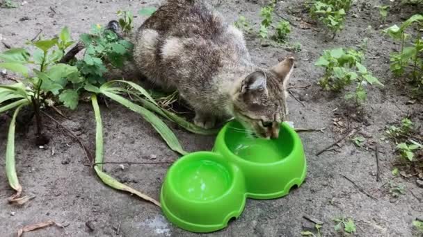 Dekat Dengan Kucing Liar Makan Makanan Hewan Peliharaan Yang Berguna — Stok Video