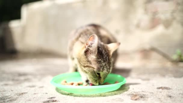 ホームレスのプッシーキャットは路上で皿からドライフードを食べる 野良猫の有用なペットフードを食べるのを閉じます 動物愛護の概念 — ストック動画