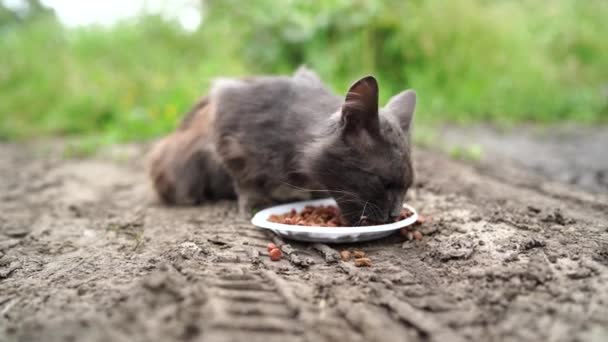 Homeless Pussycat Eats Dry Food Plate Street Close Stray Cat — Stock Video