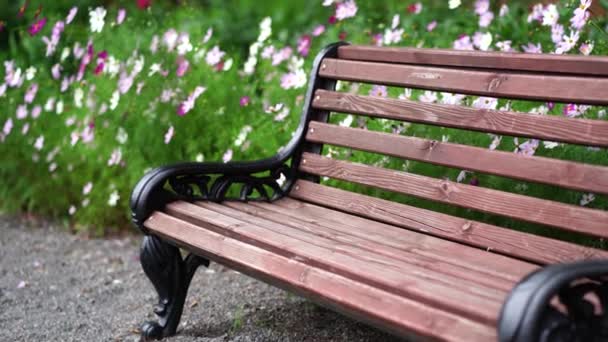 公園で休息のための木製のベンチを閉じます 公園内の花に近い新しい種 — ストック動画