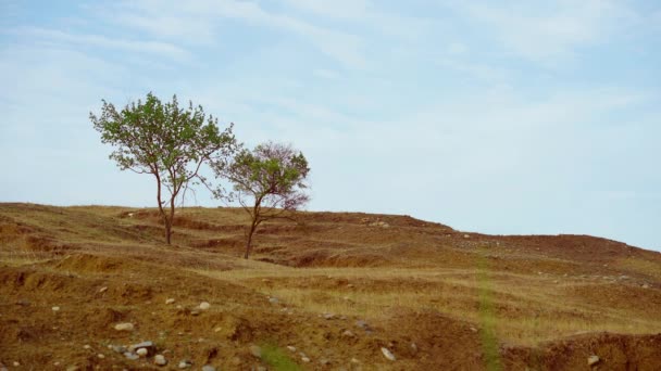 Trees Growing Cloudy Sky Thin Trees Growing Dry Hill Cloudy — Stock Video