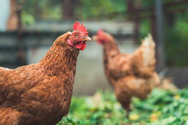 Kurumuş çimenlikteki tavuklar. Kahverengi tavuklar, yaz günü çiftlikte çim yığını üzerinde yürüyorlar..
