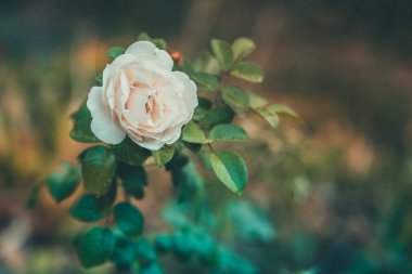 Beyaz buruşuk gülü kapat. Rüzgarda sallanan güzel çiçek. Doğa arkaplanı kavramı