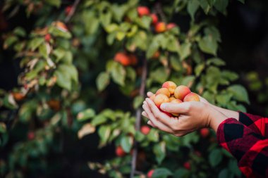 Kayısı ağacının arka planında olgun kayısıları tutan kadınların ellerini kapatın. Bahçe hasadı kavramı
