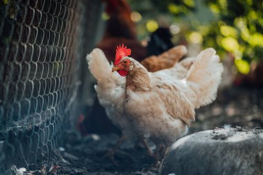 Kurumuş çimenlikteki tavuklar. Beyaz tavuklar, yaz günü çiftlikte, etrafını saran kurumuş çimenlerin üzerinde yürüyor..