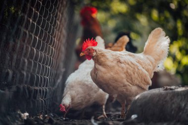 Kurumuş çimenlikteki tavuklar. Beyaz tavuklar, yaz günü çiftlikte, etrafını saran kurumuş çimenlerin üzerinde yürüyor..