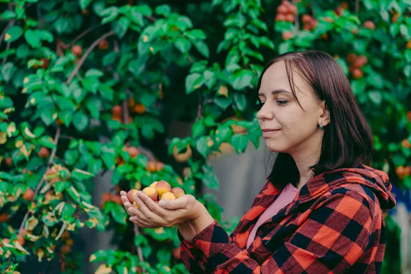 Großaufnahme Halten Frauenhände Reife Aprikosen Auf Dem Hintergrund Eines Aprikosenbaums — Stockfoto