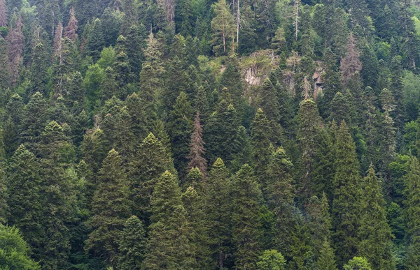 Close up of mountain forest in summertime. Texture of green trees on high ground.