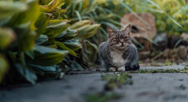 Primo Piano Gatto Domestico Che Cammina Giardino Carino Pussycat Fiuta — Foto Stock