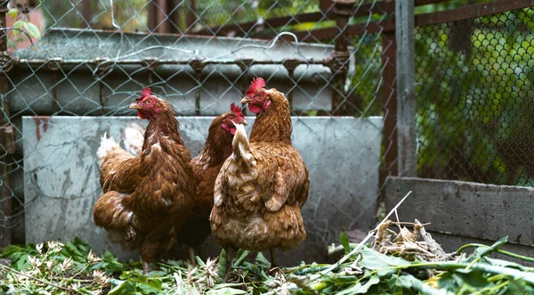 Csirkék Szárított Füvön Tartási Területen Barna Tyúkok Sétálnak Szárított Füvön — Stock Fotó