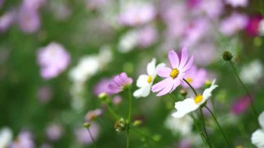 Bulanık arka planda kozmetik ürünlerini kapatın. Parlak tomurcuklu güzel dekoratif çiçekler. Doğa arkaplanı kavramı.