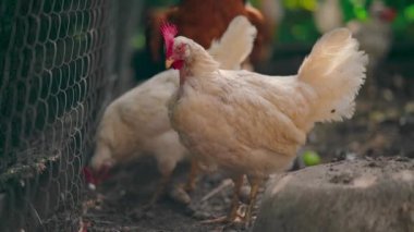 Kurumuş çimenlikteki tavuklar. Beyaz tavuklar, yaz günü çiftlikte, etrafını saran kurumuş çimenlerin üzerinde yürüyor.