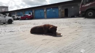 Sokakta yemek çiğneyen başıboş bir köpek. İtaatkar köpek yerde yatıyor ve şehir sokaklarında tabaktan yemek yiyor.
