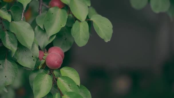 El primer plano de las ramas del albaricoque en el jardín. Albaricoques que crecen en los árboles en verano. Concepto de productos ecológicos y estilo de vida ecológico. — Vídeo de stock