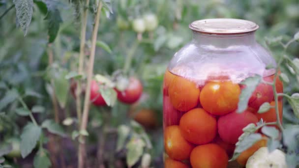Close-up van grote glazen pot met gepekelde groenten in bedden met tomaten. Tomaten in blik in verzegelde pot op de grond in moestuin. — Stockvideo