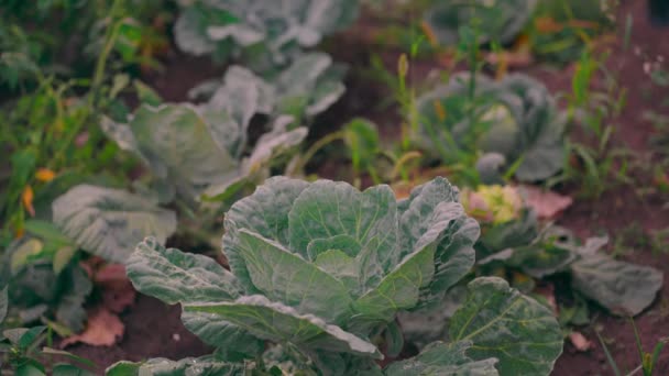 靠近浇水可以浇灌卷心菜.在床上照料蔬菜。夏季菜园求爱的概念. — 图库视频影像