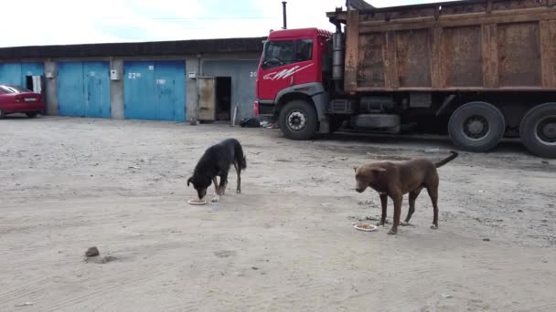 Herrelösa hundar tuggar mat på gatan. Lydiga hundar äter mat från en tallrik på en stadsgata — Stockvideo