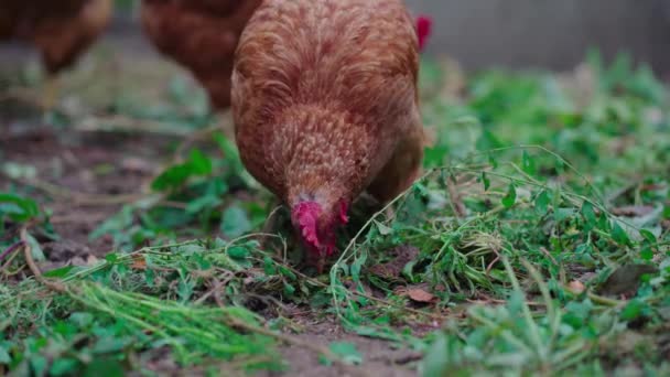 Pollo Rojo Caminando Paddock Gallo Rojo Ordinario Pollos Que Buscan — Vídeos de Stock