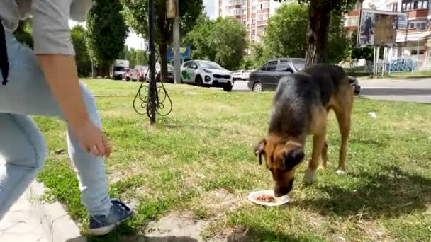 Voronezh, Ρωσία 16 Ιουλίου 2020: Μια γυναίκα ταΐζει ένα αδέσποτο σκυλί. Ένα αδέσποτο σκυλί μασούσε φαγητό στο δρόμο. Υπάκουο σκυλί που βρίσκεται στο έδαφος και τρώει τα τρόφιμα από το πιάτο στο δρόμο της πόλης — Αρχείο Βίντεο