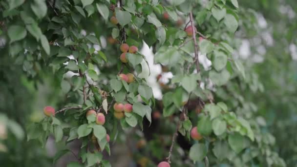 El primer plano de las ramas del albaricoque en el jardín. Albaricoques que crecen en los árboles en verano. Concepto de productos ecológicos y estilo de vida ecológico. — Vídeo de stock