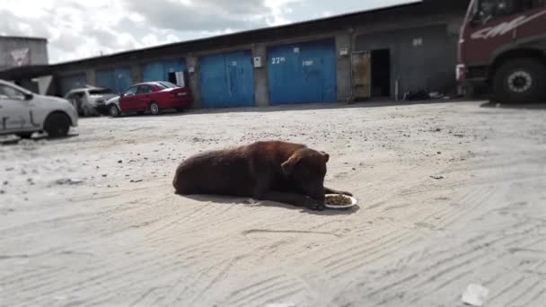 Um cão vadio a mastigar comida na rua. Cão obediente deitado no chão e comendo comida de prato na rua da cidade — Vídeo de Stock