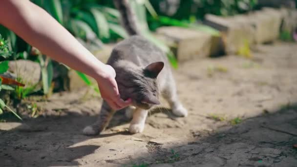 Huskatt går i trädgården. Närbild av kvinnor hand stroke söt kissekatt på gatan i soligt väder. — Stockvideo