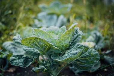 Lahanaya yakın çekim. Bahçede lahana yetişiyor.