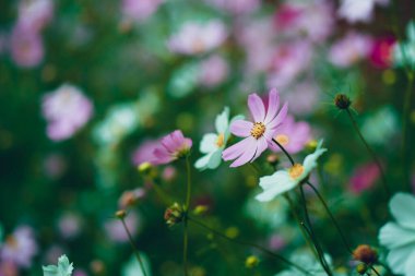 Bulanık arka planda kozmetik ürünlerini kapatın. Parlak tomurcuklu güzel dekoratif çiçekler. Doğa arkaplanı kavramı