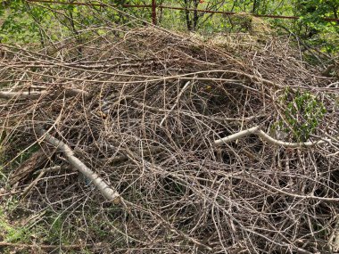 Sokakta büyük kuru dallar var. Yerdeki kurumuş kütüklerden gelen çöp yığınını kapat