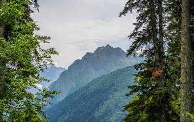 Bulutlu havada yeşil ağaçların arasından dağların güzel manzarası. Yaz mevsiminde yeşil dizili kudretli dağlar