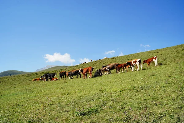 Kühe Weiden Auf Der Grünen Wiese Herde Von Hauskühen Weidet — Stockfoto