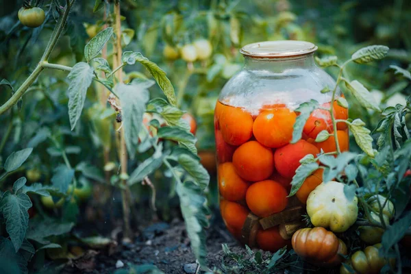 トマトの成長とベッドで漬物と大きなガラス瓶の閉じます 野菜の庭の地面に密封された瓶の中に缶詰トマト — ストック写真