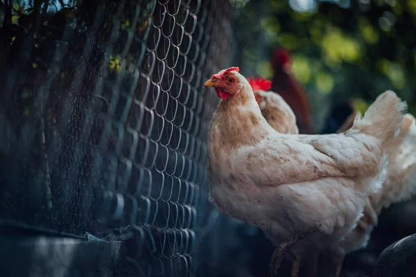 Csirkék Szárított Füvön Tartási Területen Fehér Tyúkok Sétálnak Szárított Füvön — Stock Fotó