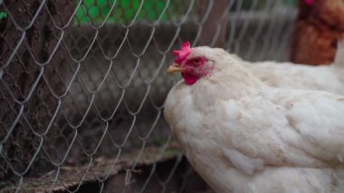 Kurumuş çimenlikteki tavuklar. Beyaz tavuklar, yaz günü çiftlikte, etrafını saran kurumuş çimenlerin üzerinde yürüyor.